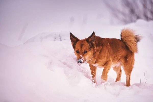 Little Boy Winter Clothes Snowy Field Dog — Stock Photo, Image