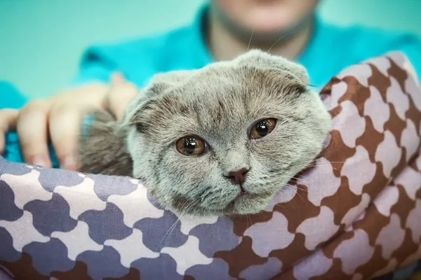 Tired British Fold Cat Couch Close — Stock Photo, Image