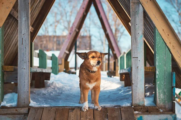 Red Dog Winter Children Slide — стоковое фото