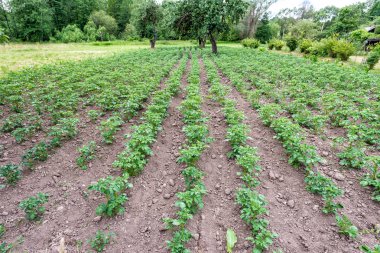 Bulutlu hava alanına patates