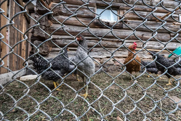 Kippen Achter Omheining Van Coop — Stockfoto