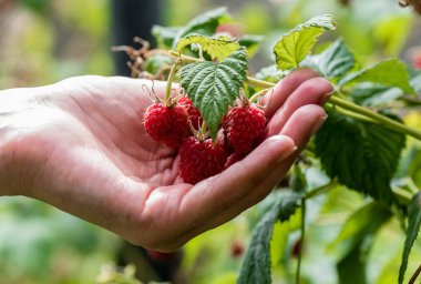 Bir el bir ahududu meyve tutan