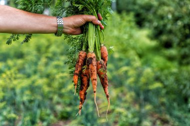 Taze havuç bir adamın elini tutar