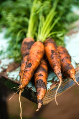 Yatakta bir yarasa ağacıyla taze havuç