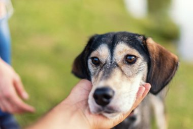 Dış yapraklar ve İngilizce spaniel doğurmak köpek ırkları