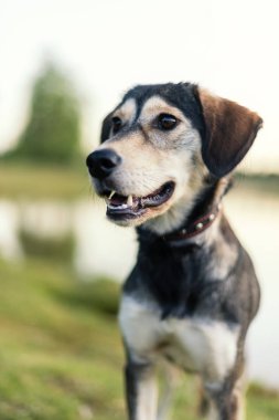 Dış yapraklar ve İngilizce spaniel doğurmak köpek ırkları