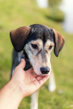 Dış yapraklar ve İngilizce spaniel doğurmak köpek ırkları