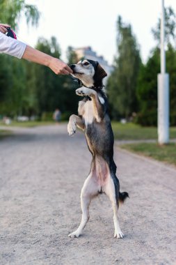 Dış yapraklar ve İngilizce spaniel doğurmak köpek ırkları
