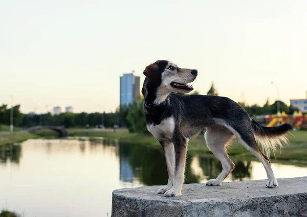 Raça Cães Raças Husky Inglês Spaniel — Fotografia de Stock