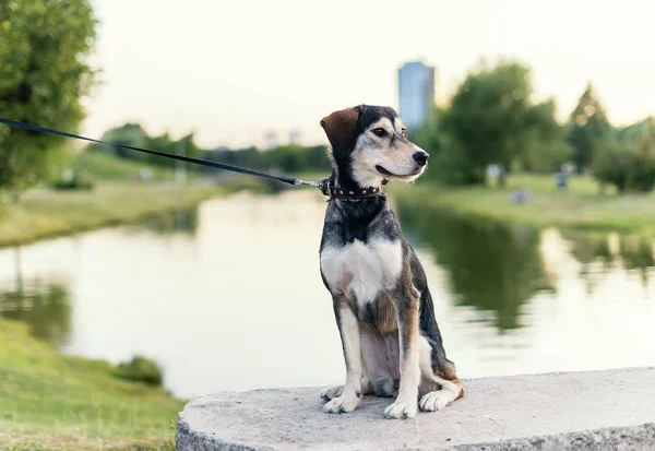 Raça Cães Raças Husky Inglês Spaniel — Fotografia de Stock