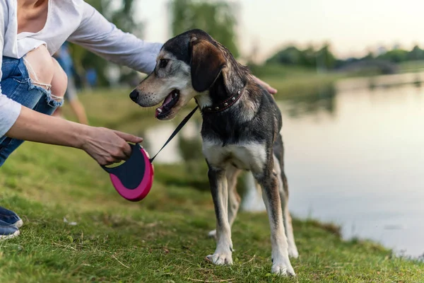 Breed dog breeds Husky and English spaniel