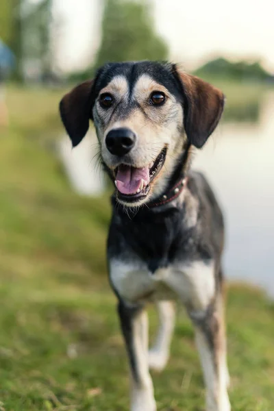 Breed dog breeds Husky and English spaniel