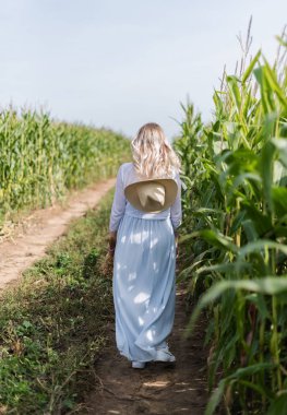 Mısır tarlasında hasır şapkalı bir kız yürüyor