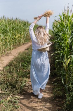 Mısır tarlasında hasır şapkalı bir kız yürüyor