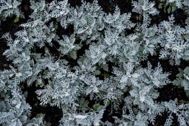 Bahçe süs çiçek. Doku. En iyi görüntü