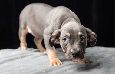 Siyah bir zemin üzerine Amerikan Bulli doğurmak köpek yavrusu