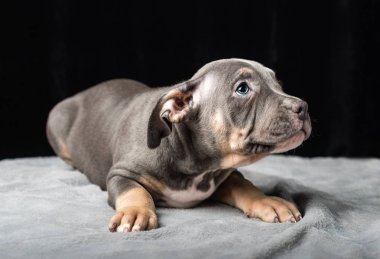 Siyah bir zemin üzerine Amerikan Bulli doğurmak köpek yavrusu