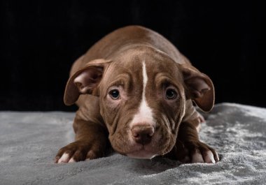 Siyah bir zemin üzerine Amerikan zorba doğurmak köpek yavrusu