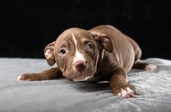 Cachorro American Bully Criar Fondo Negro —  Fotos de Stock