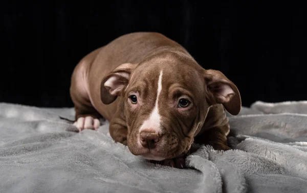 Cachorro American Bully Criar Fondo Negro —  Fotos de Stock