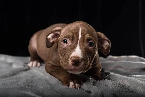 Puppy of American Bully breed on a black background