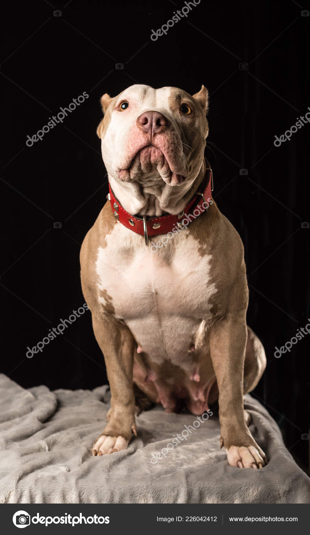 Female Dogs American Bully Breed Black Background Stock Photo Image By C Nikolaskus 226042412