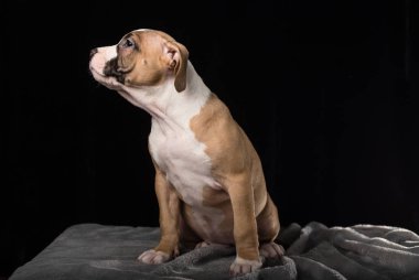 Siyah bir zemin üzerine Amerikan Bulli doğurmak köpek yavrusu