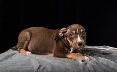 Siyah bir zemin üzerine Amerikan Bulli doğurmak köpek yavrusu