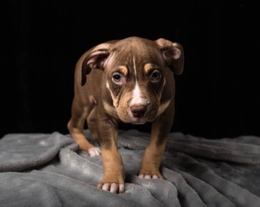 Siyah bir zemin üzerine Amerikan Bulli doğurmak köpek yavrusu