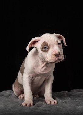 Siyah bir zemin üzerine Amerikan Bulli doğurmak köpek yavrusu