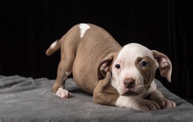 Siyah bir zemin üzerine Amerikan Bulli doğurmak köpek yavrusu