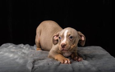 Siyah bir zemin üzerine Amerikan Bulli doğurmak köpek yavrusu