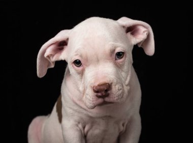 Siyah bir zemin üzerine Amerikan Bulli doğurmak köpek yavrusu