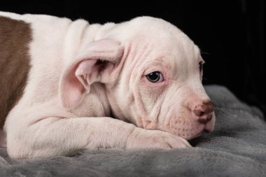 Siyah bir zemin üzerine Amerikan Bulli doğurmak köpek yavrusu