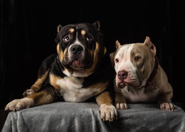 Siyah bir arka plan üzerinde köpek Amerikan kabadayı yetiştirmek