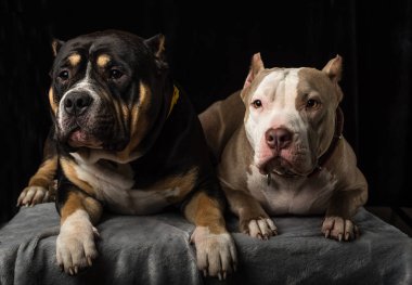 Siyah bir arka plan üzerinde köpek Amerikan kabadayı yetiştirmek