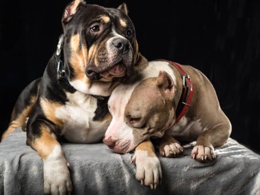 Siyah bir arka plan üzerinde köpek Amerikan kabadayı yetiştirmek