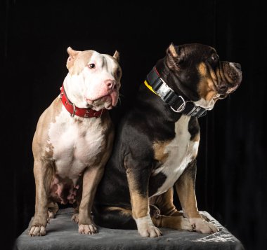 Siyah bir arka plan üzerinde köpek Amerikan kabadayı yetiştirmek