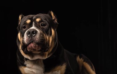 Erkek siyah bir zemin üzerine Amerikan zorba köpek doğurmak