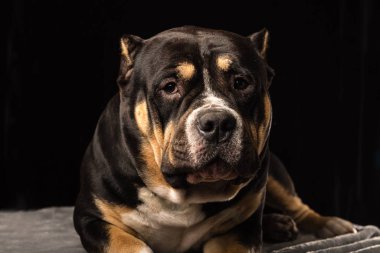 Erkek siyah bir zemin üzerine Amerikan zorba köpek doğurmak
