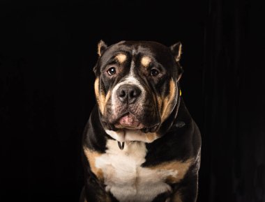 Erkek siyah bir zemin üzerine Amerikan zorba köpek doğurmak