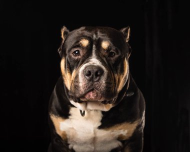 Erkek siyah bir zemin üzerine Amerikan zorba köpek doğurmak