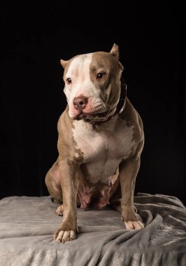 Erkek köpeklerin siyah bir zemin üzerine Amerikan zorba doğurmak