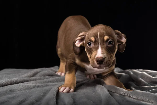 Puppy Van Amerikaanse Bulli Ras Een Zwarte Achtergrond — Stockfoto