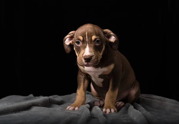 Siyah Bir Zemin Üzerine Amerikan Bulli Doğurmak Köpek Yavrusu — Stok fotoğraf