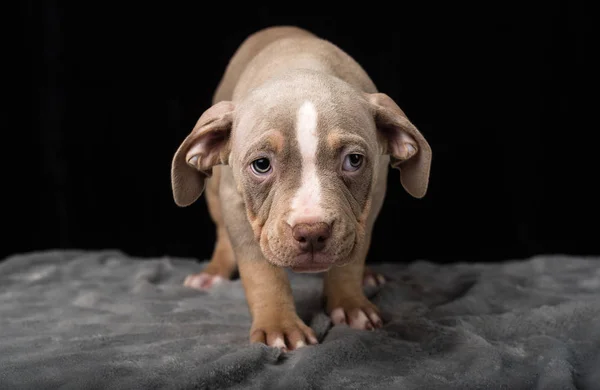 Chiot Race Bulli Américaine Sur Fond Noir — Photo