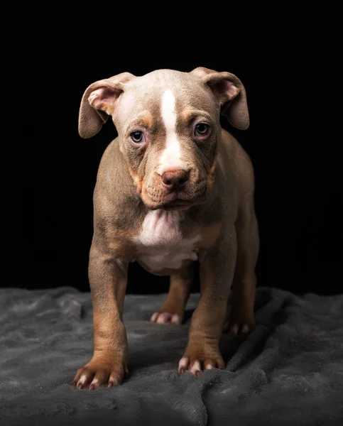 Filhote Cachorro Raça Bulli Americano Fundo Preto — Fotografia de Stock