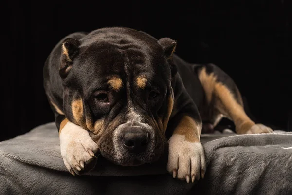 Male of Dog of American Bully breed on a black background