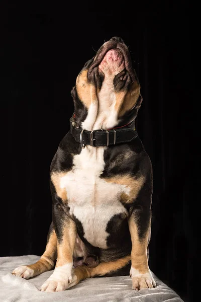 Bărbat Câine Rasă American Bully Fundal Negru — Fotografie, imagine de stoc