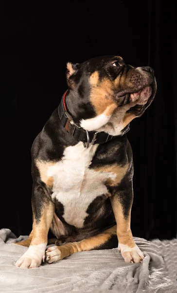 Male of Dog of American Bully breed on a black background